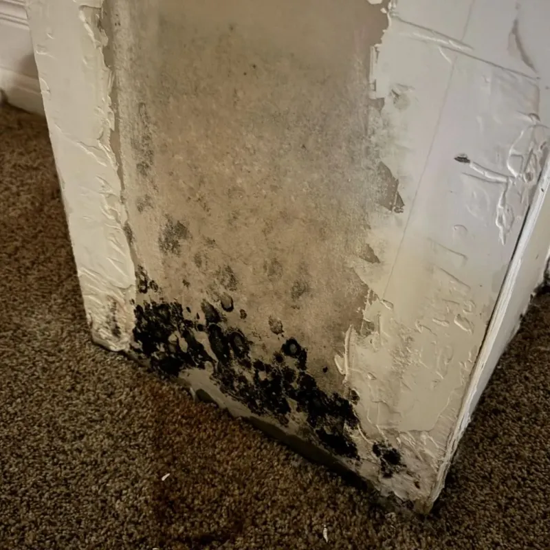 Professional Mold Removal in Prentiss County, MS
